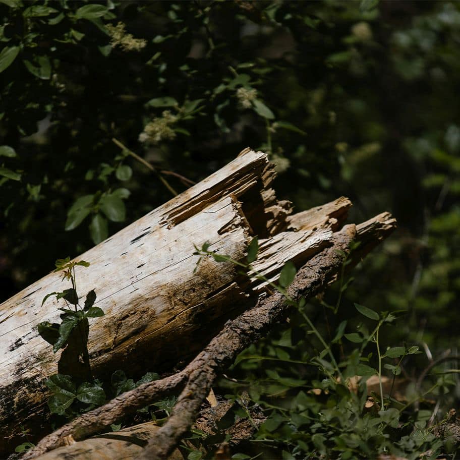 Fallen tree lands on car