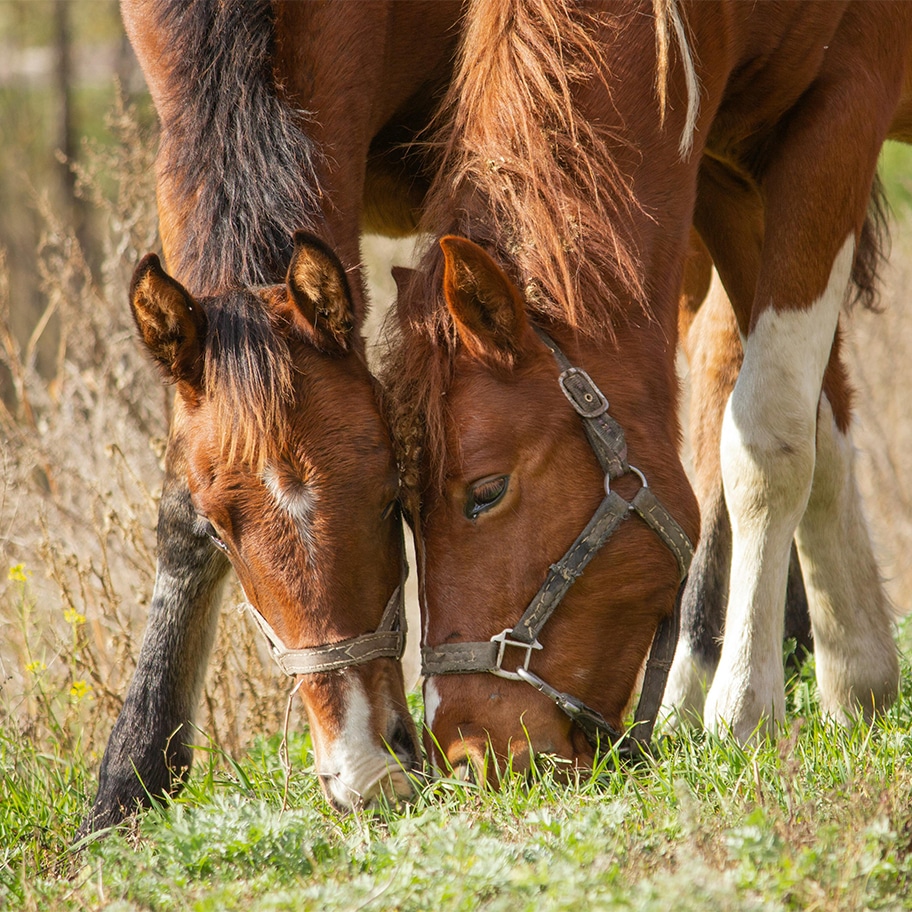 Injured while transporting horses