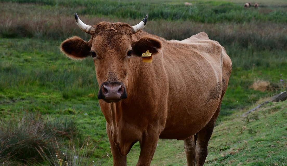 Farmers’ responsibilities around livestock to prevent accidents